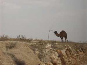 Camel on hilltop just outside Jerusalem