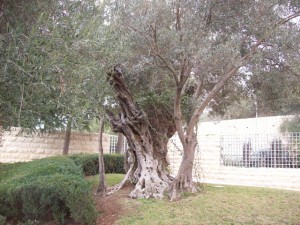 Wonderful, old olive tree transplanted to the BYU-Jerusalem Center